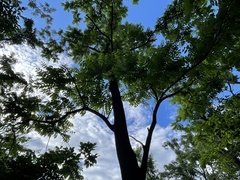 Juglans mandshurica