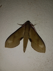 Xylophanes rhodocera