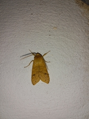Lophocampa hispaniola