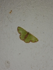 Synchlora xysteraria