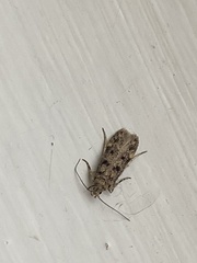 Bryotropha domestica