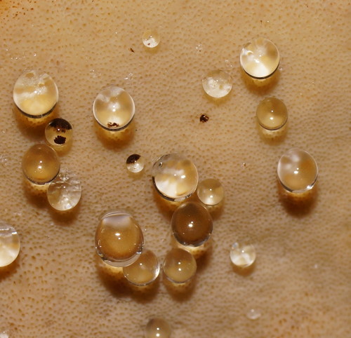 Rigidoporus laetus image