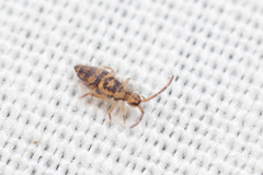 Entomobrya comparata