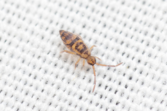 Entomobrya comparata