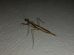 Musonia remota