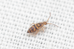 Entomobrya comparata