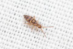 Entomobrya comparata