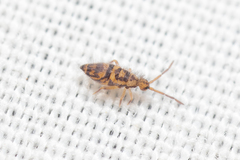 Entomobrya comparata