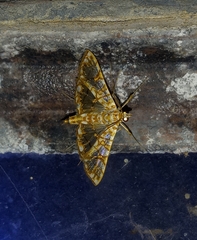 Synclera jarbusalis
