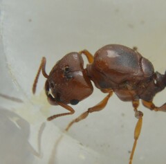 Pheidole crassicornis