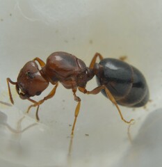 Pheidole crassicornis