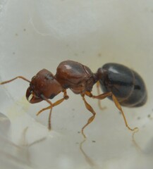Pheidole crassicornis