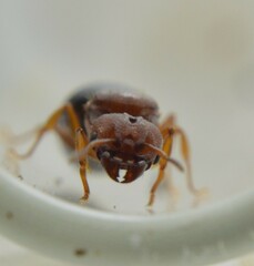 Pheidole crassicornis