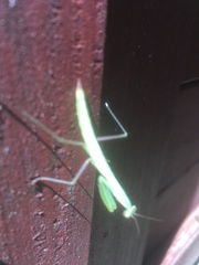 Mantis religiosa