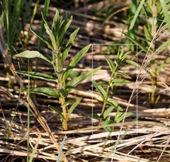 Scutellaria yezoensis