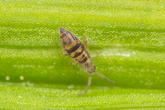 Entomobrya comparata