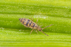 Entomobrya comparata