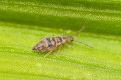Entomobrya comparata