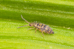 Entomobrya comparata