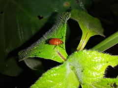 Chalcophana mutabilis