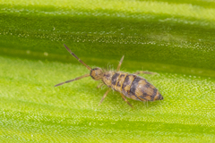 Entomobrya comparata