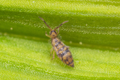 Entomobrya comparata