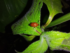 Chalcophana mutabilis