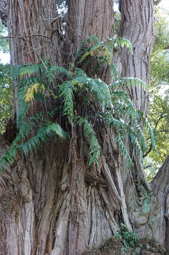 Asplenium polyodon
