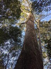 Eucalyptus delegatensis