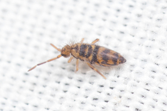Entomobrya comparata