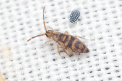 Entomobrya comparata