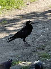 Corvus frugilegus