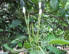 Oxyanthus pyriformis