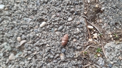 Chondrula tricuspidata