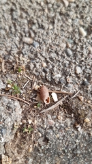 Chondrula tricuspidata