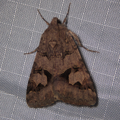 Drasteria adumbrata
