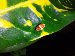 Asphaera discicollis