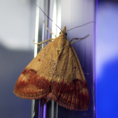 Pyrausta semirubralis