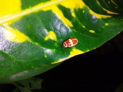 Asphaera discicollis