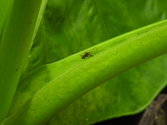 Homoeoxipha nigripes