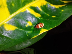 Asphaera discicollis