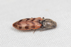 Pseudanostirus