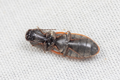 Pseudanostirus