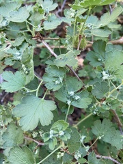 Aceria breakeyi