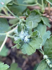 Aceria breakeyi