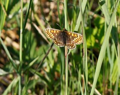 Melitaea menetriesi