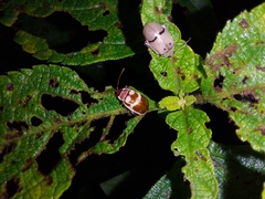 Alagoasa decemguttata