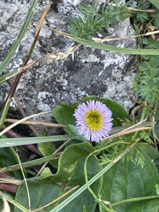 Erigeron alpinus