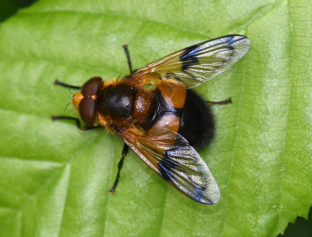 Orange-belted Plumehorn