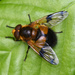 Volucella inflata - Photo (c) aga-ma, some rights reserved (CC BY-NC), uploaded by aga-ma